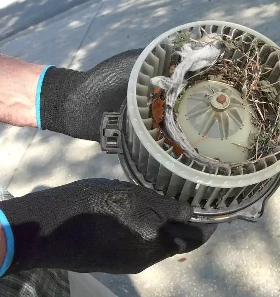 About Air Duct Mice Removal in Belleville, IL